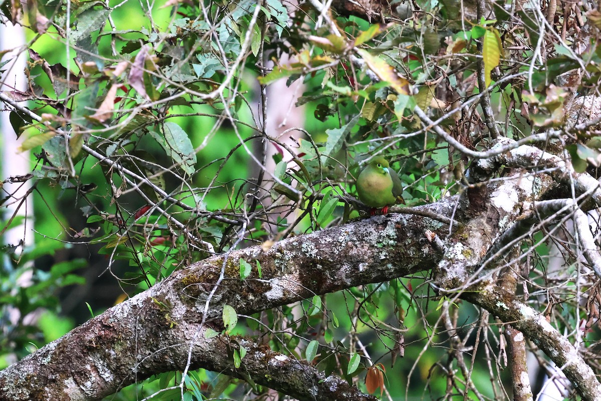 Sumatran Green-Pigeon - ML623800217