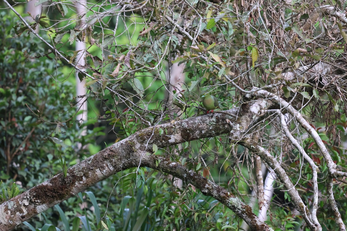 Sumatran Green-Pigeon - ML623800220