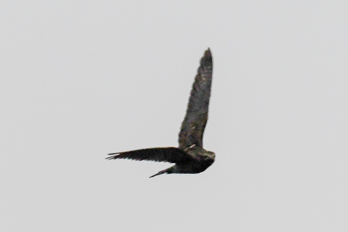 Band-tailed Nighthawk - ML623800245