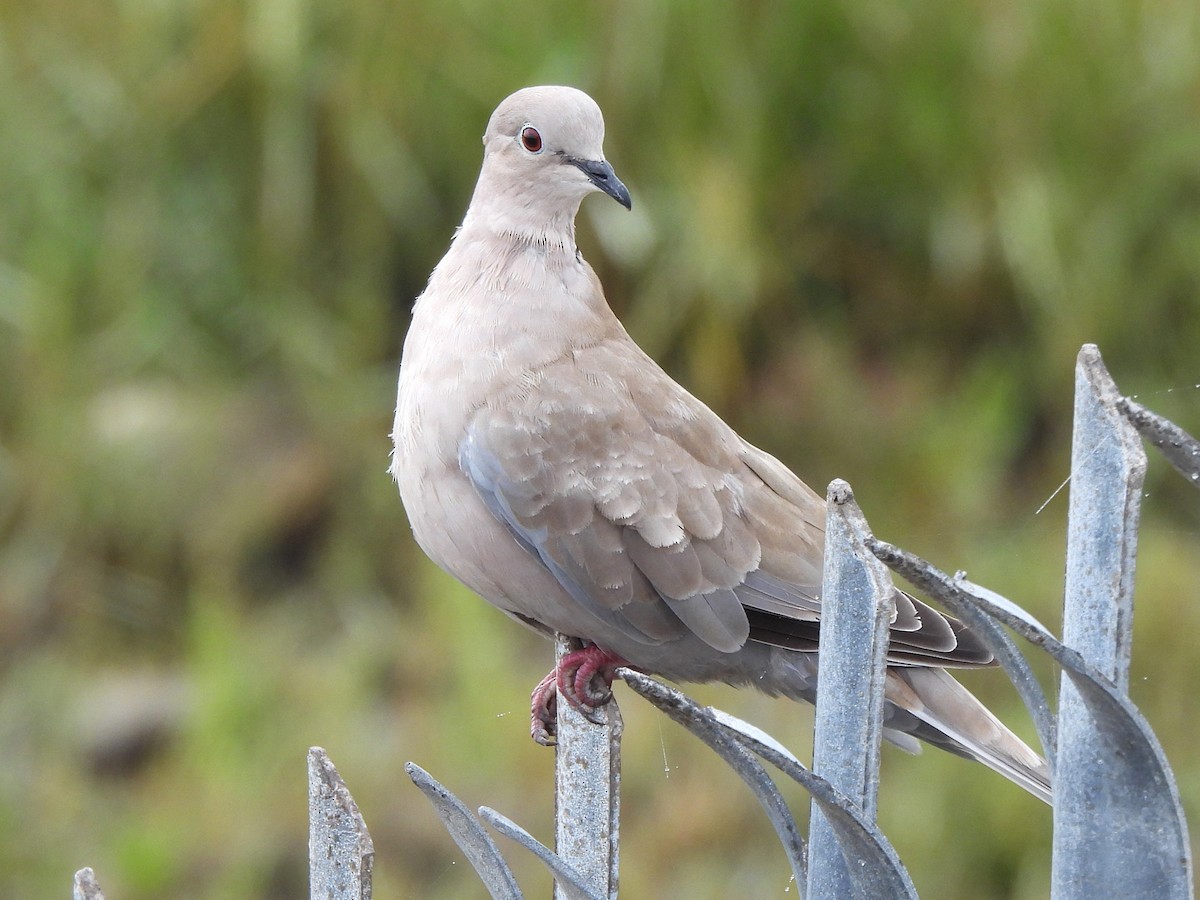 Eurasian Collared-Dove - ML623800261