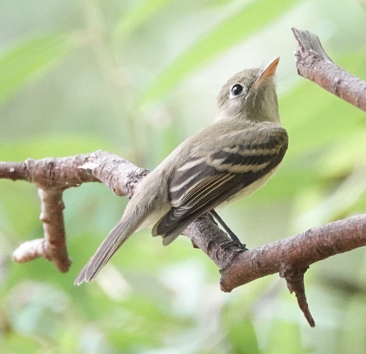 Western Flycatcher - ML623800277