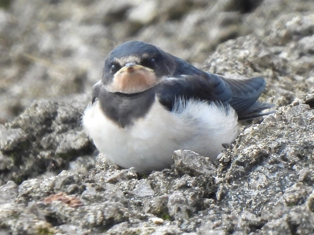 Barn Swallow (White-bellied) - ML623800282