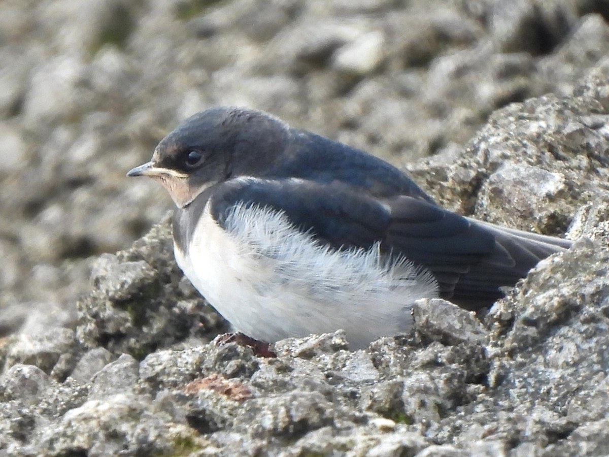 Barn Swallow (White-bellied) - ML623800283