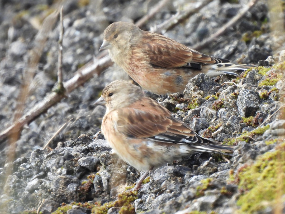 Eurasian Linnet - ML623800289