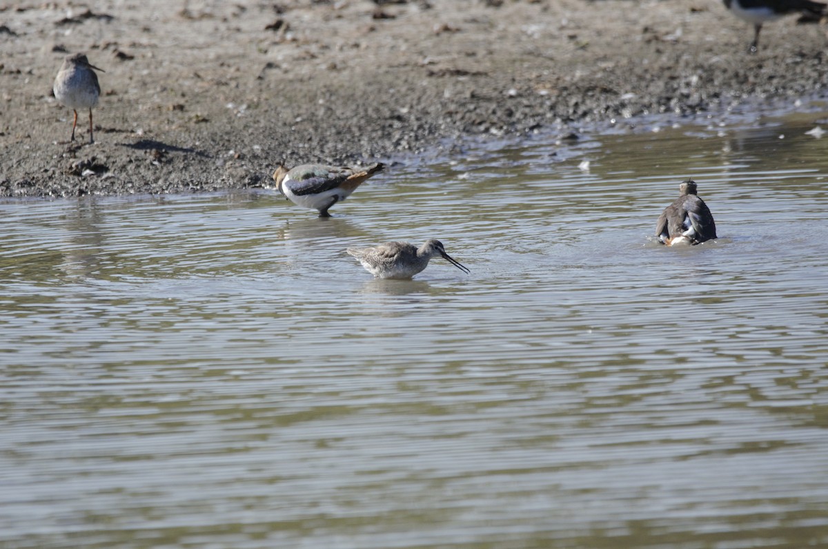 Spotted Redshank - ML623800296