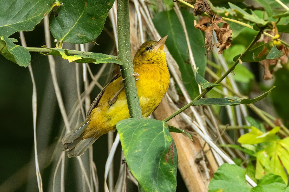 Loango Weaver - Francesco Veronesi