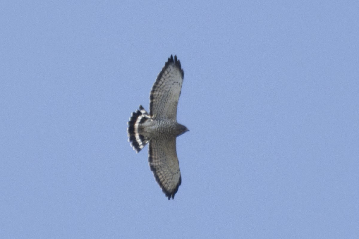 Broad-winged Hawk - ML623800379