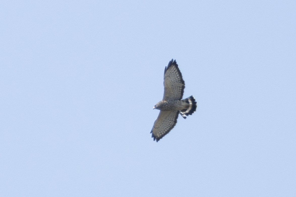 Broad-winged Hawk - Jake Bramante