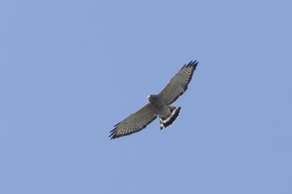 Broad-winged Hawk - Jake Bramante