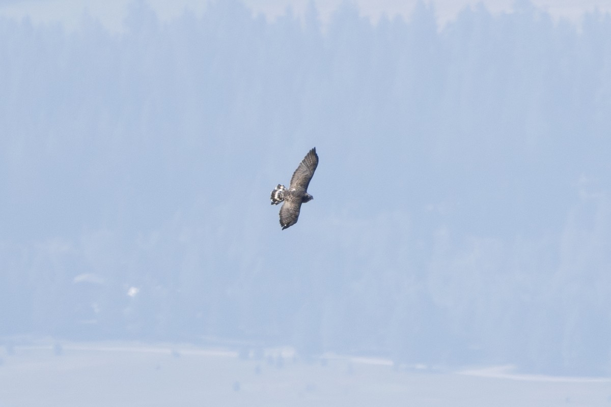 Broad-winged Hawk - ML623800382