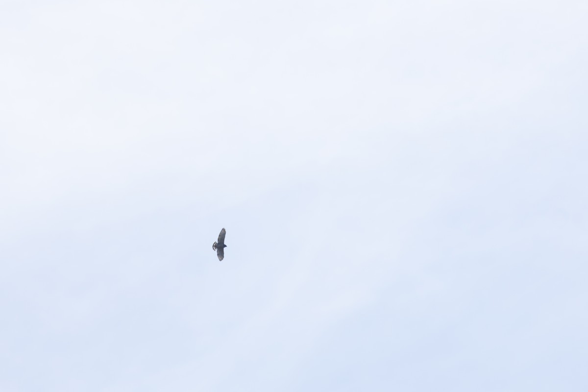 Broad-winged Hawk - Jake Bramante