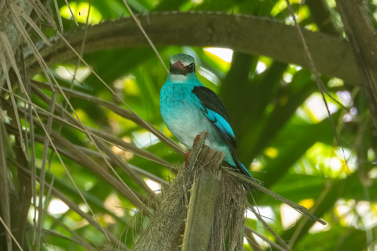 Blue-breasted Kingfisher - ML623800387