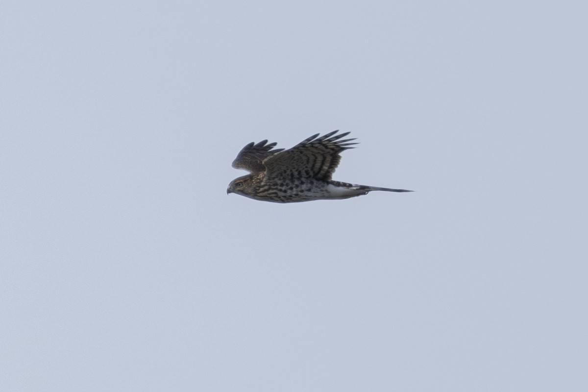 Cooper's Hawk - ML623800391