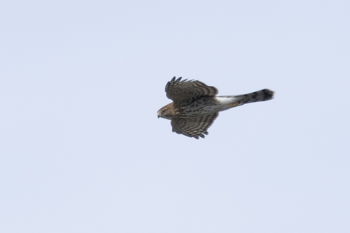 Cooper's Hawk - ML623800392