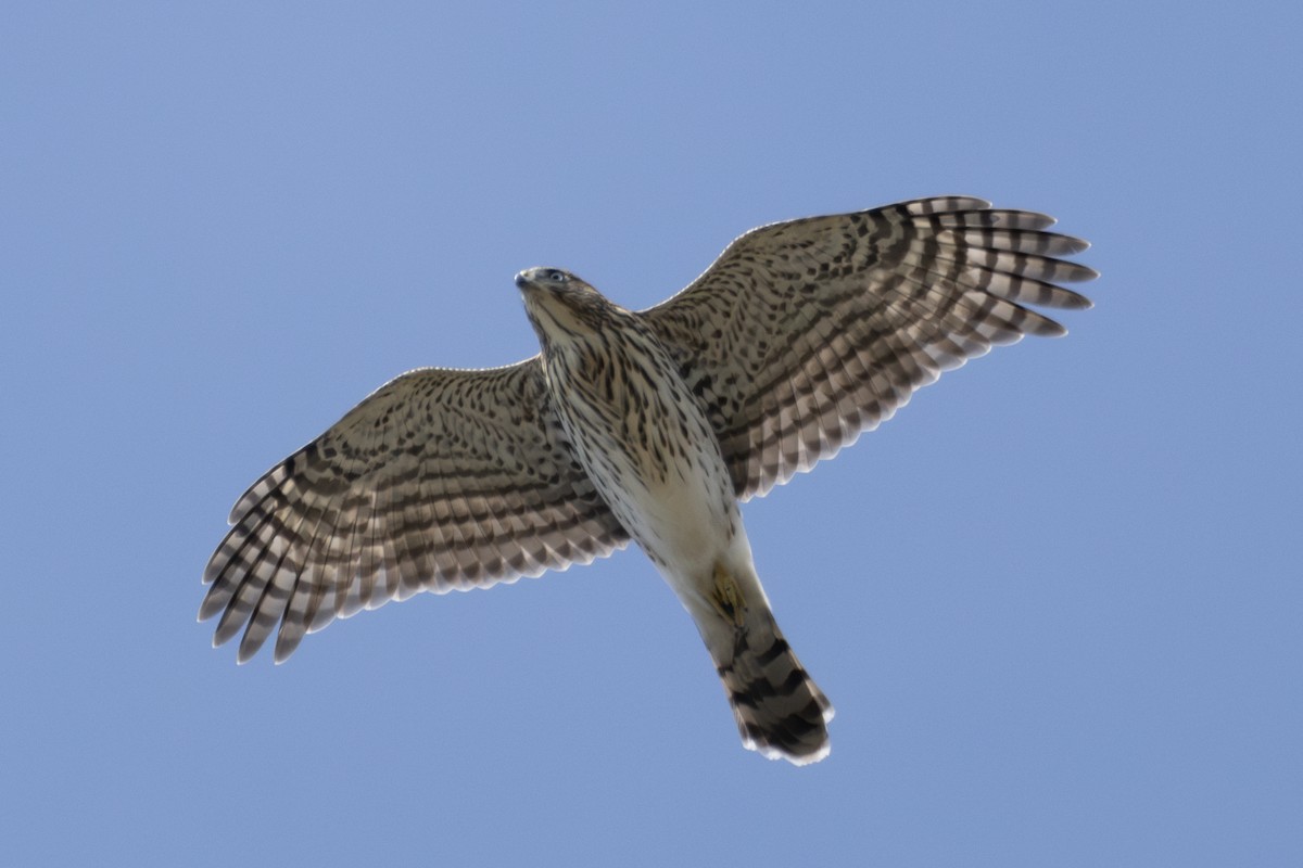 Cooper's Hawk - ML623800393