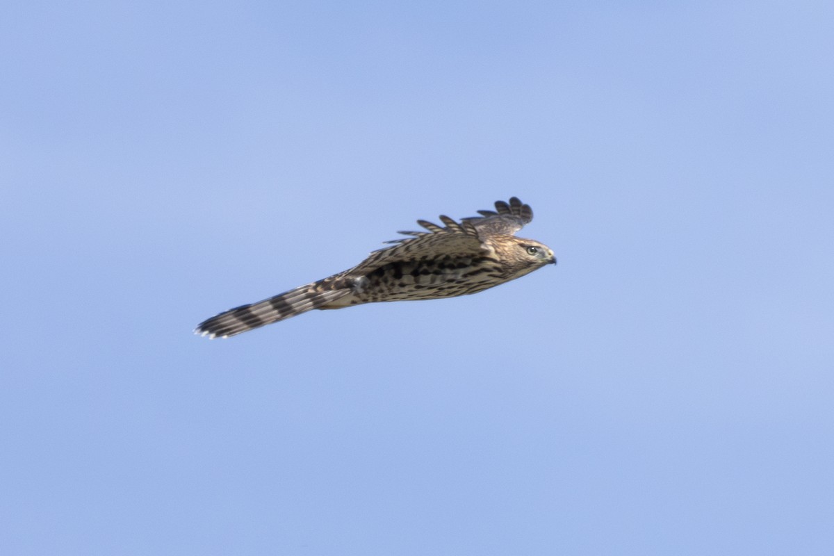 Cooper's Hawk - ML623800394