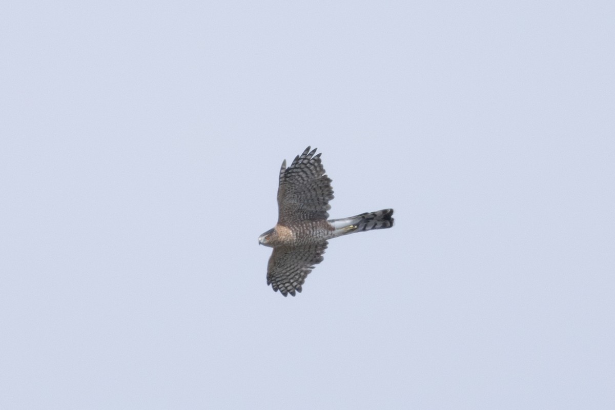 Cooper's Hawk - ML623800395