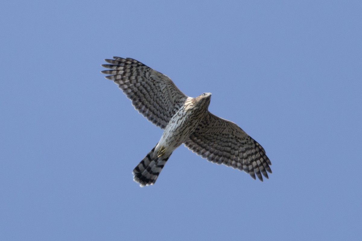 Cooper's Hawk - ML623800396