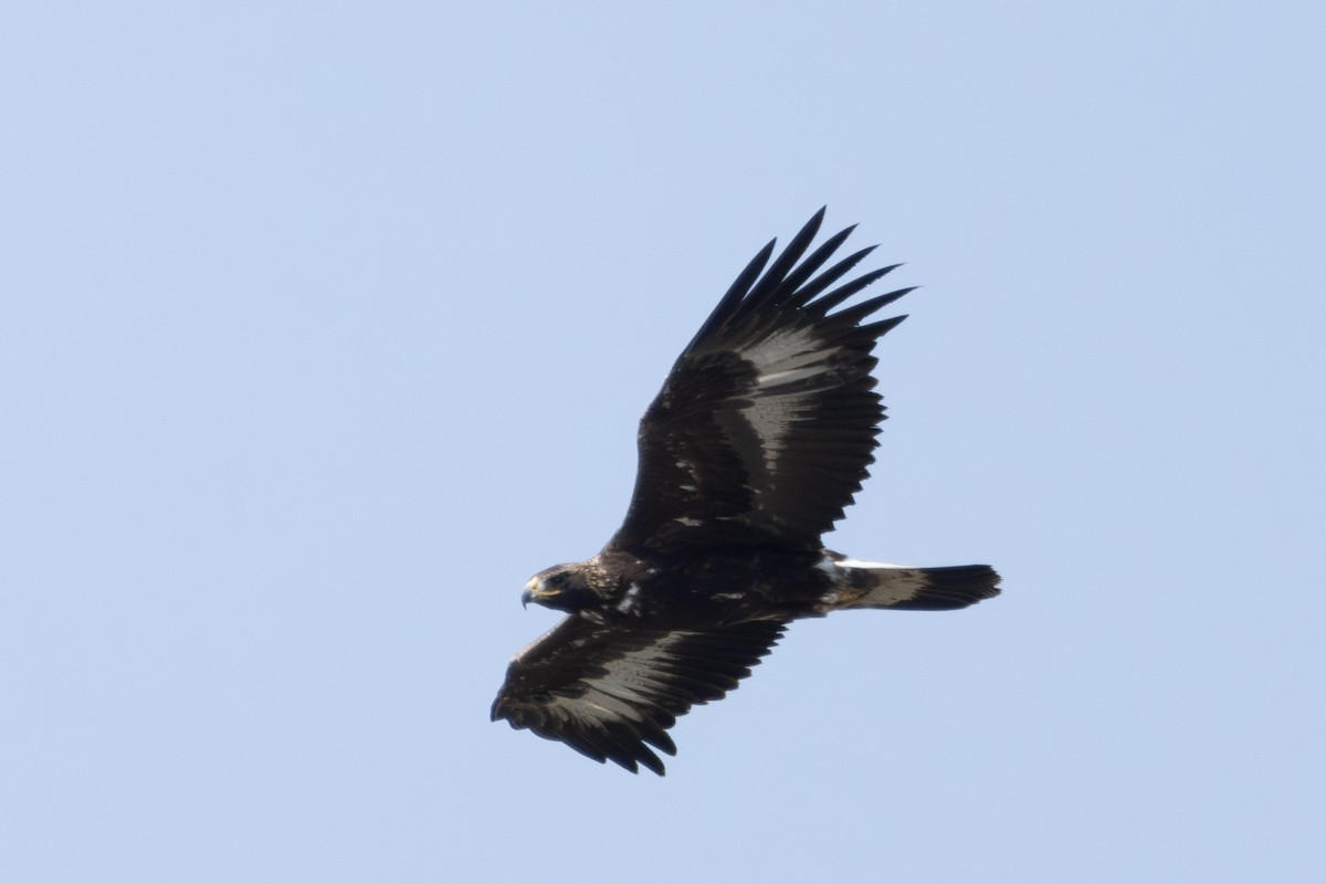 Golden Eagle - Jake Bramante