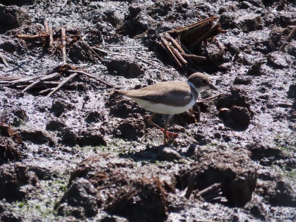 Little Ringed Plover - 韋勳 陳