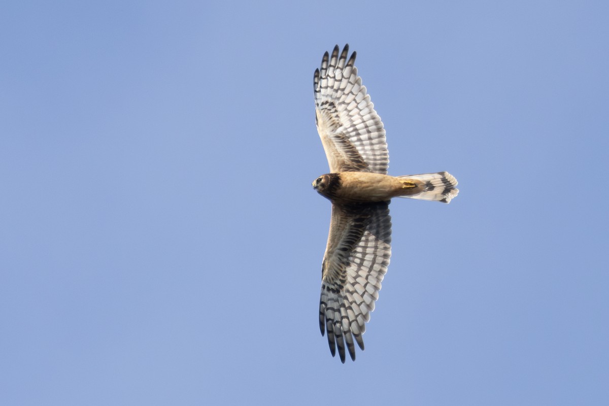 Northern Harrier - ML623800422