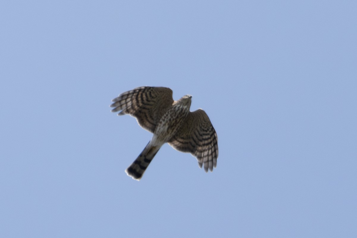 Sharp-shinned Hawk (Northern) - ML623800429