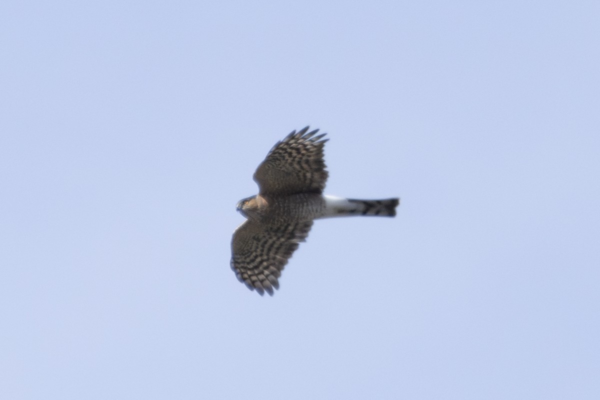 Sharp-shinned Hawk (Northern) - ML623800431