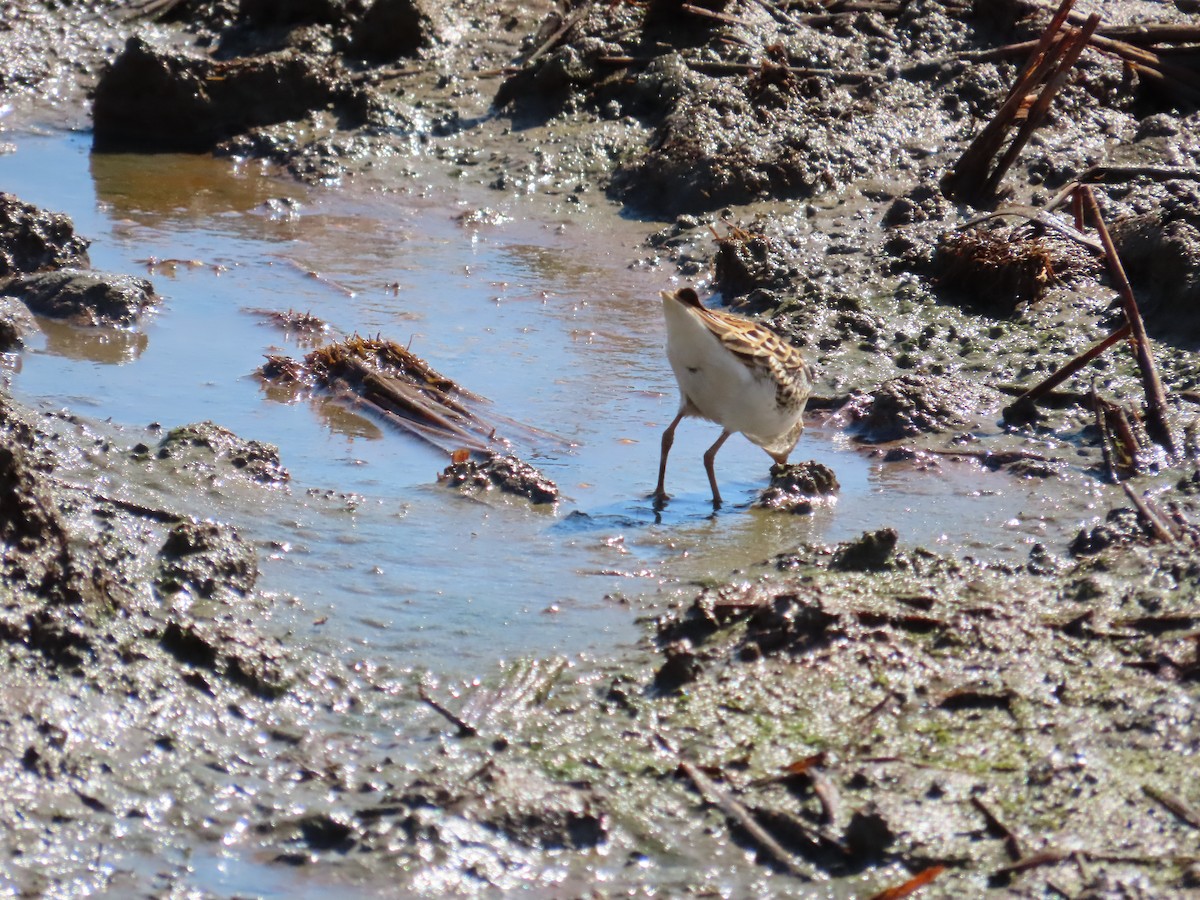 Langzehen-Strandläufer - ML623800449