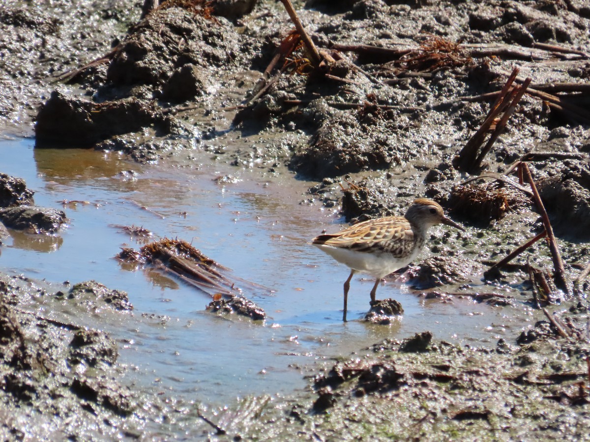 Langzehen-Strandläufer - ML623800450