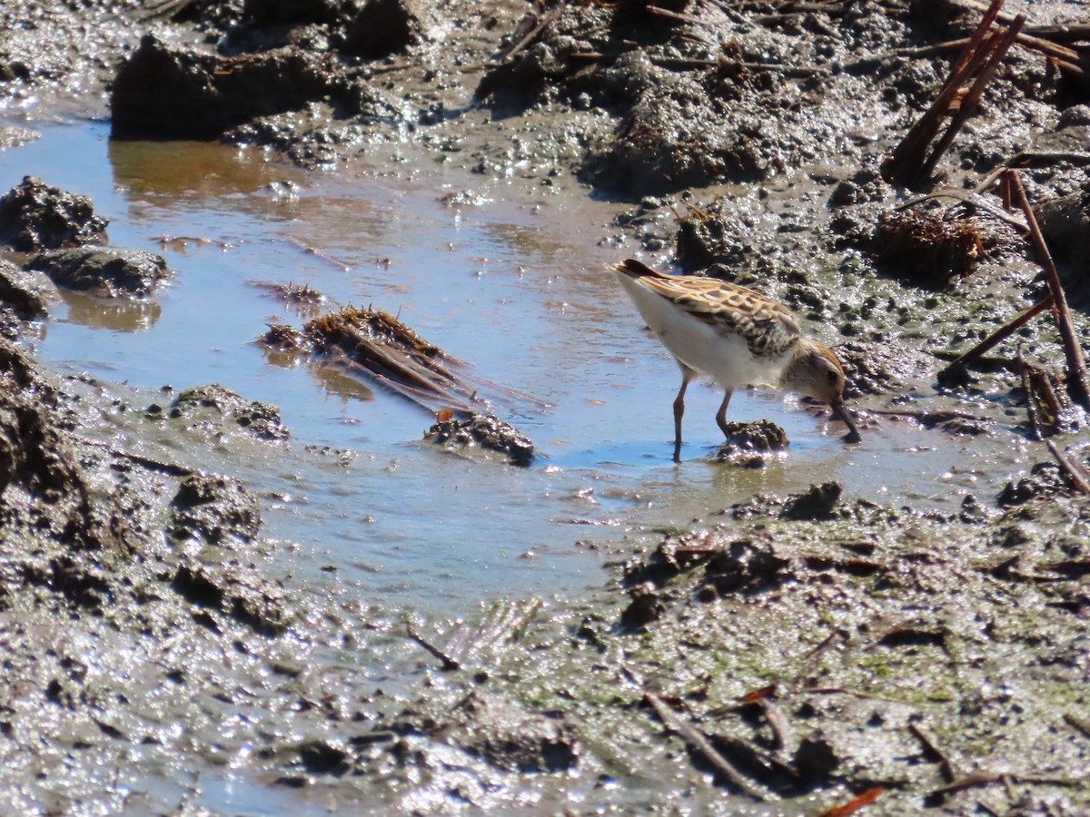 Langzehen-Strandläufer - ML623800451