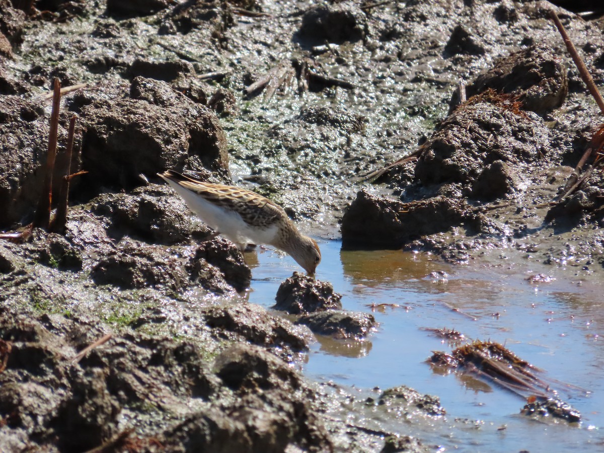 Long-toed Stint - 韋勳 陳