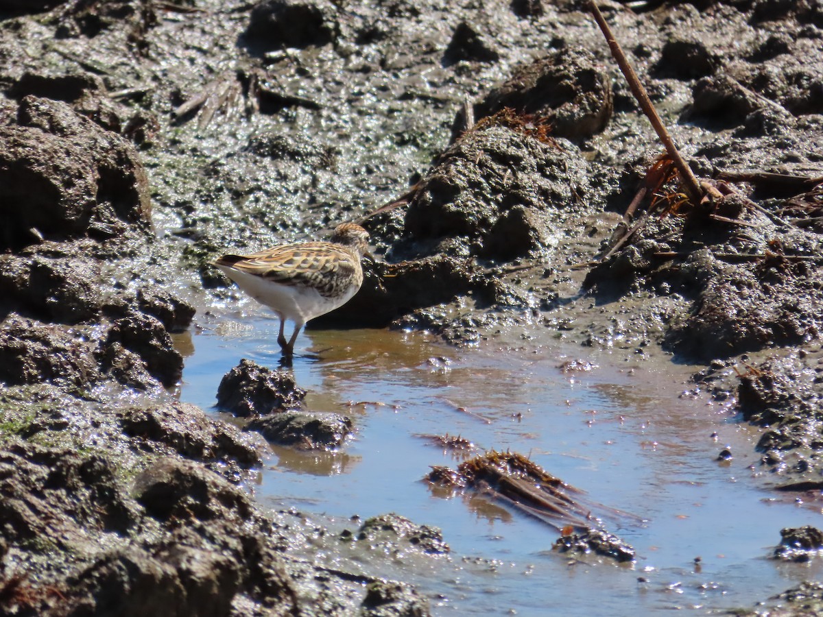 Langzehen-Strandläufer - ML623800453