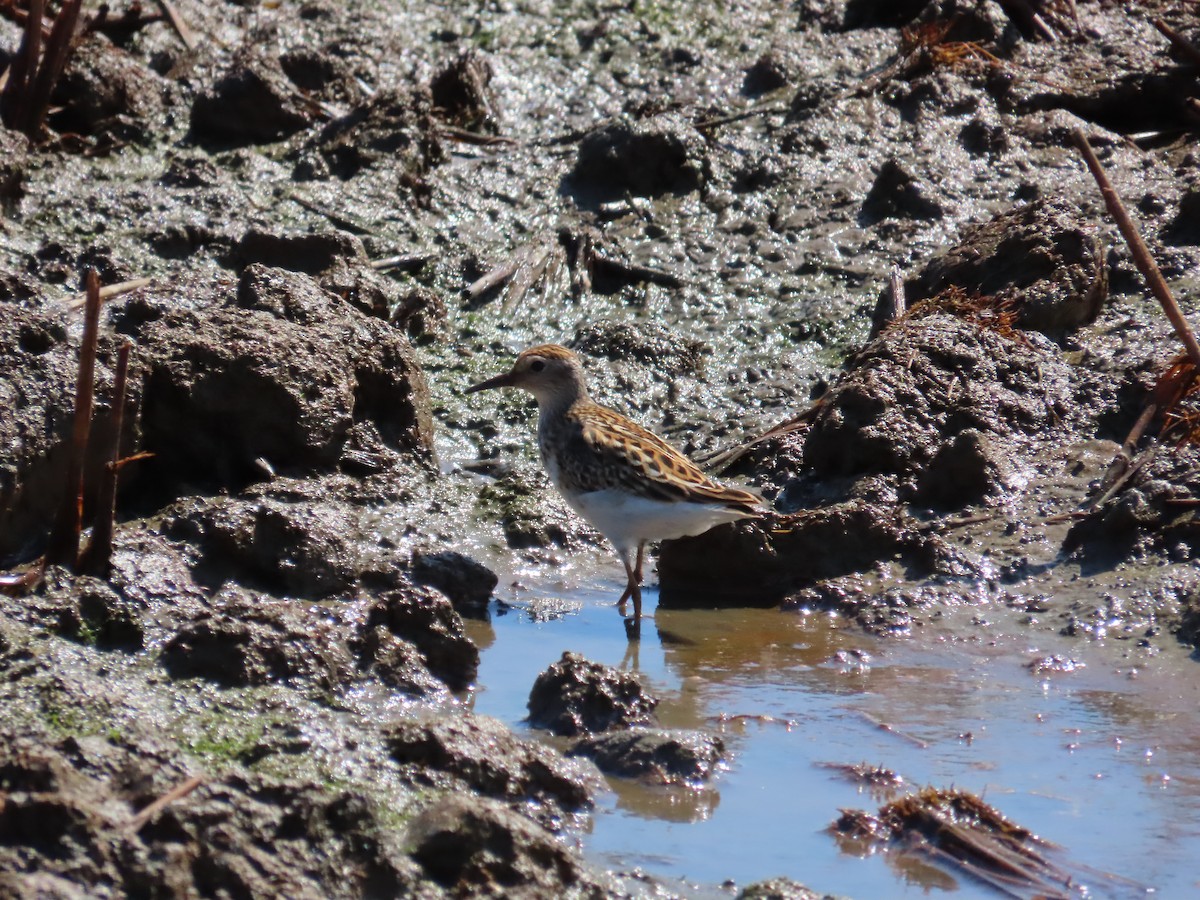 Langzehen-Strandläufer - ML623800454