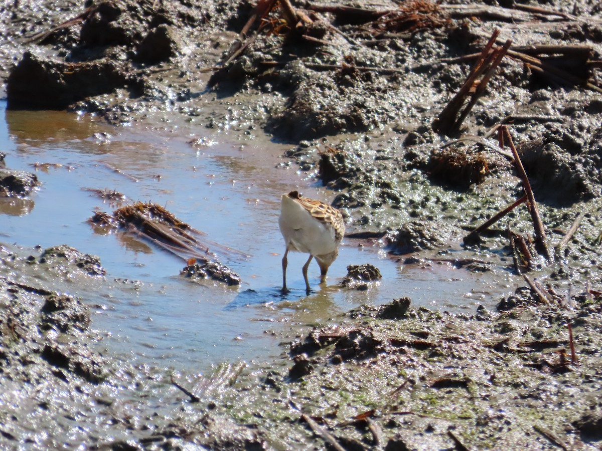 Langzehen-Strandläufer - ML623800455