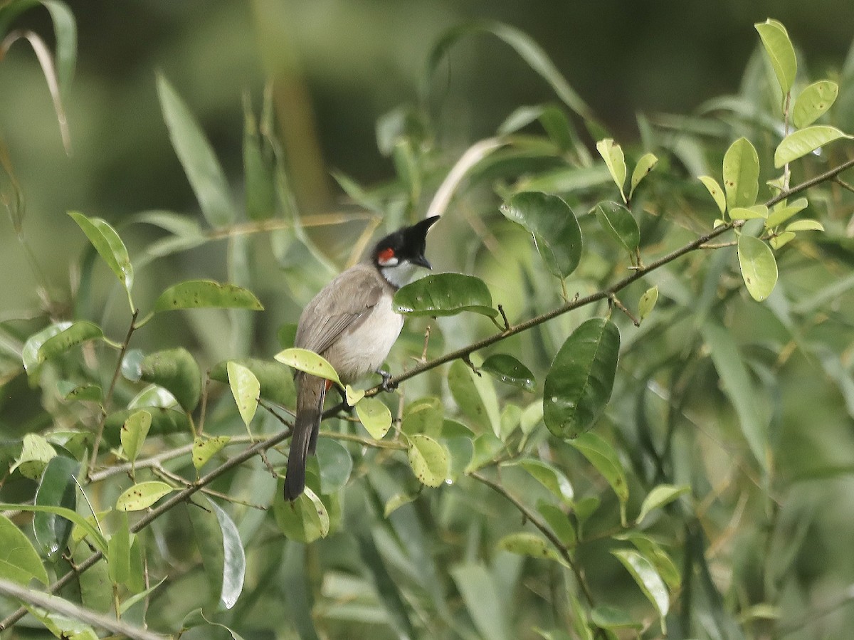 bulbul červenouchý - ML623800456