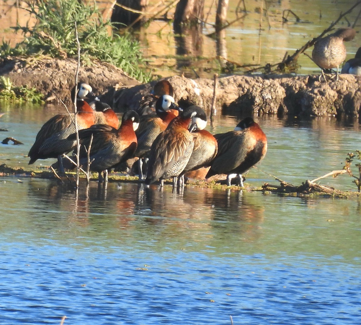 White-faced Whistling-Duck - Cecilia Gosso