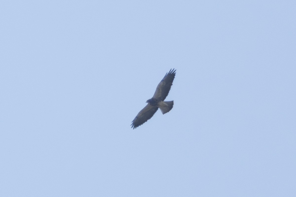 Swainson's Hawk - ML623800469