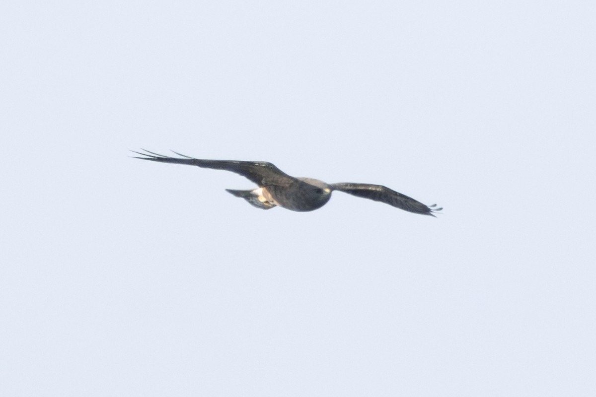 Swainson's Hawk - ML623800470