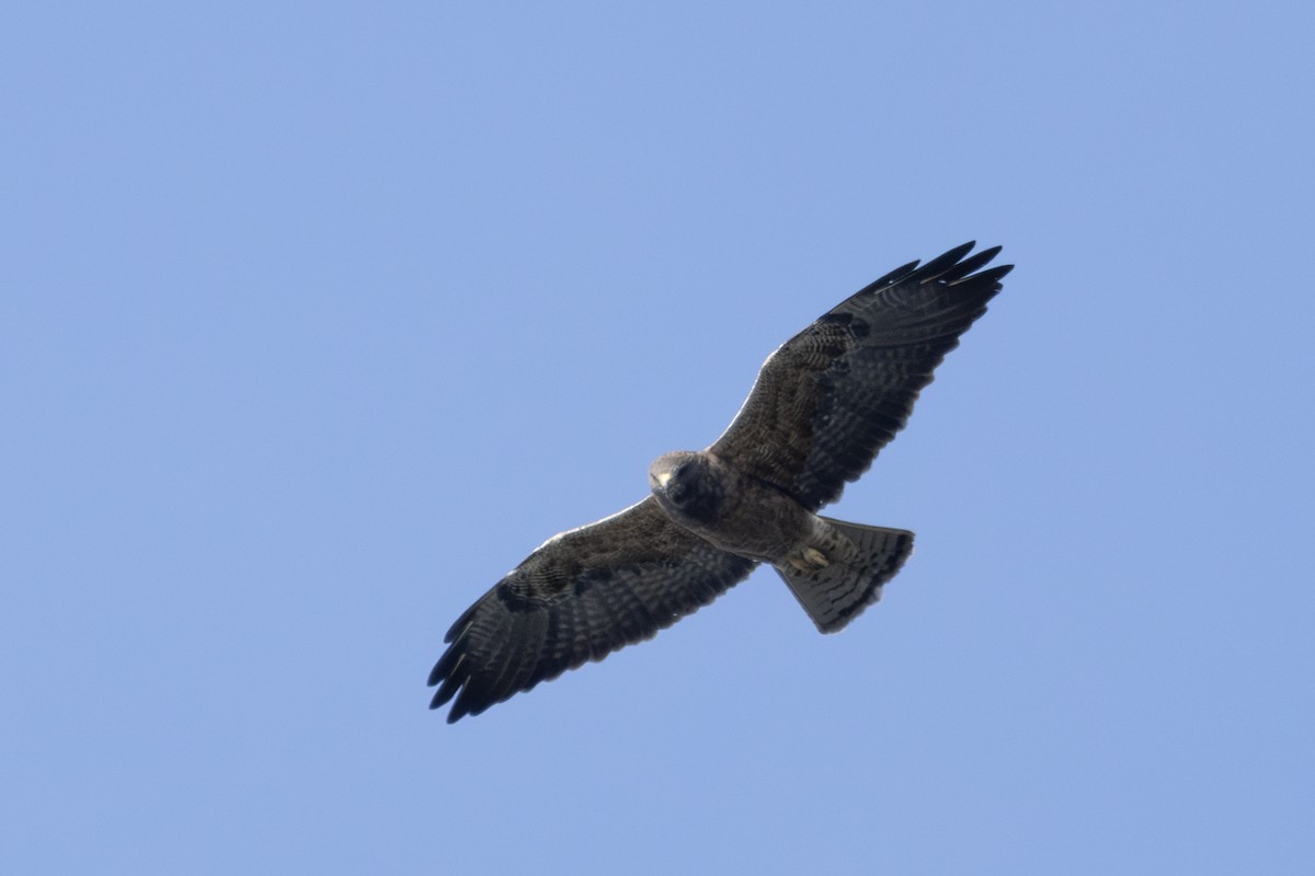 Swainson's Hawk - ML623800471