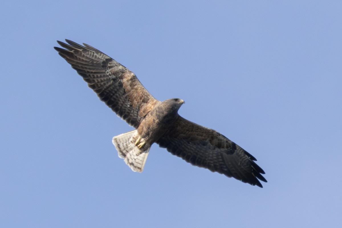 Swainson's Hawk - ML623800473