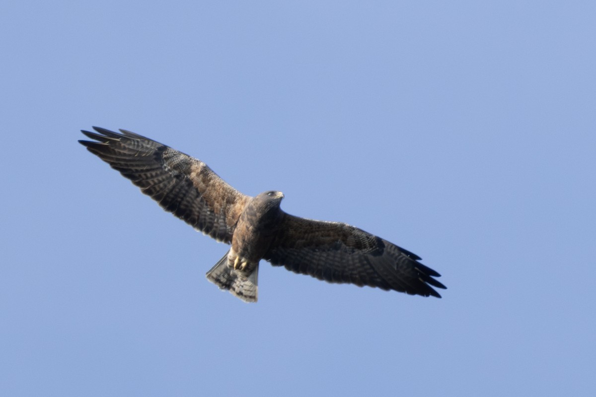 Swainson's Hawk - ML623800474