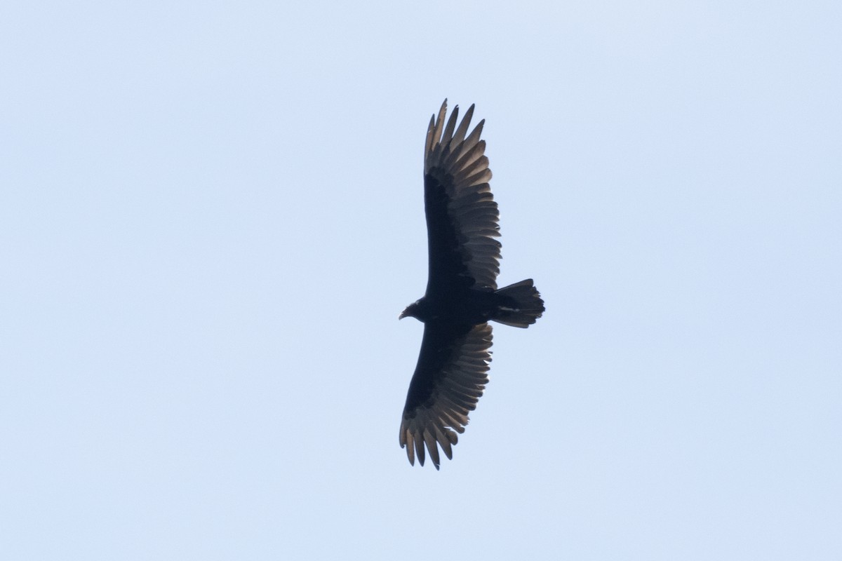 Turkey Vulture - ML623800487