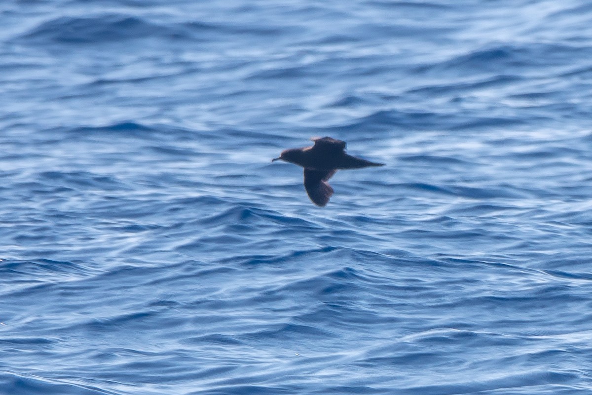 Wedge-tailed Shearwater - ML623800495