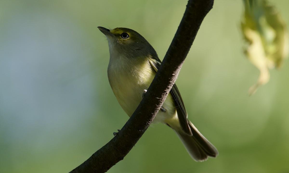 White-eyed Vireo - ML623800516