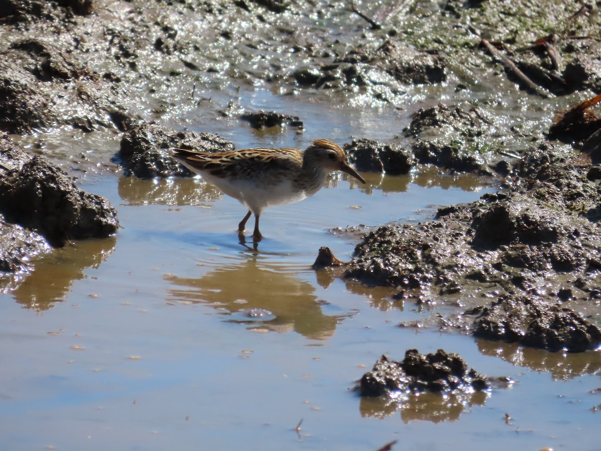 Langzehen-Strandläufer - ML623800520