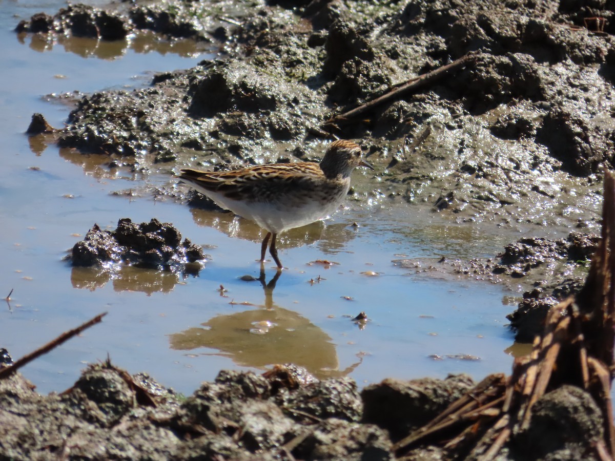 Langzehen-Strandläufer - ML623800521