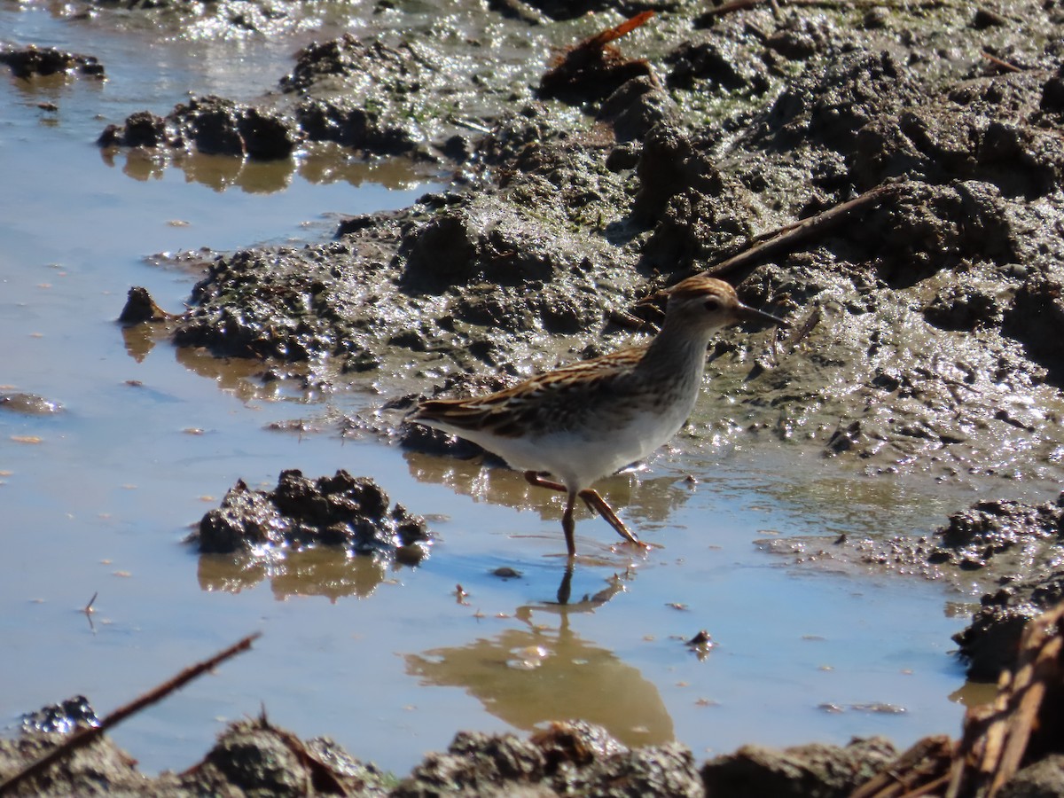 Long-toed Stint - 韋勳 陳