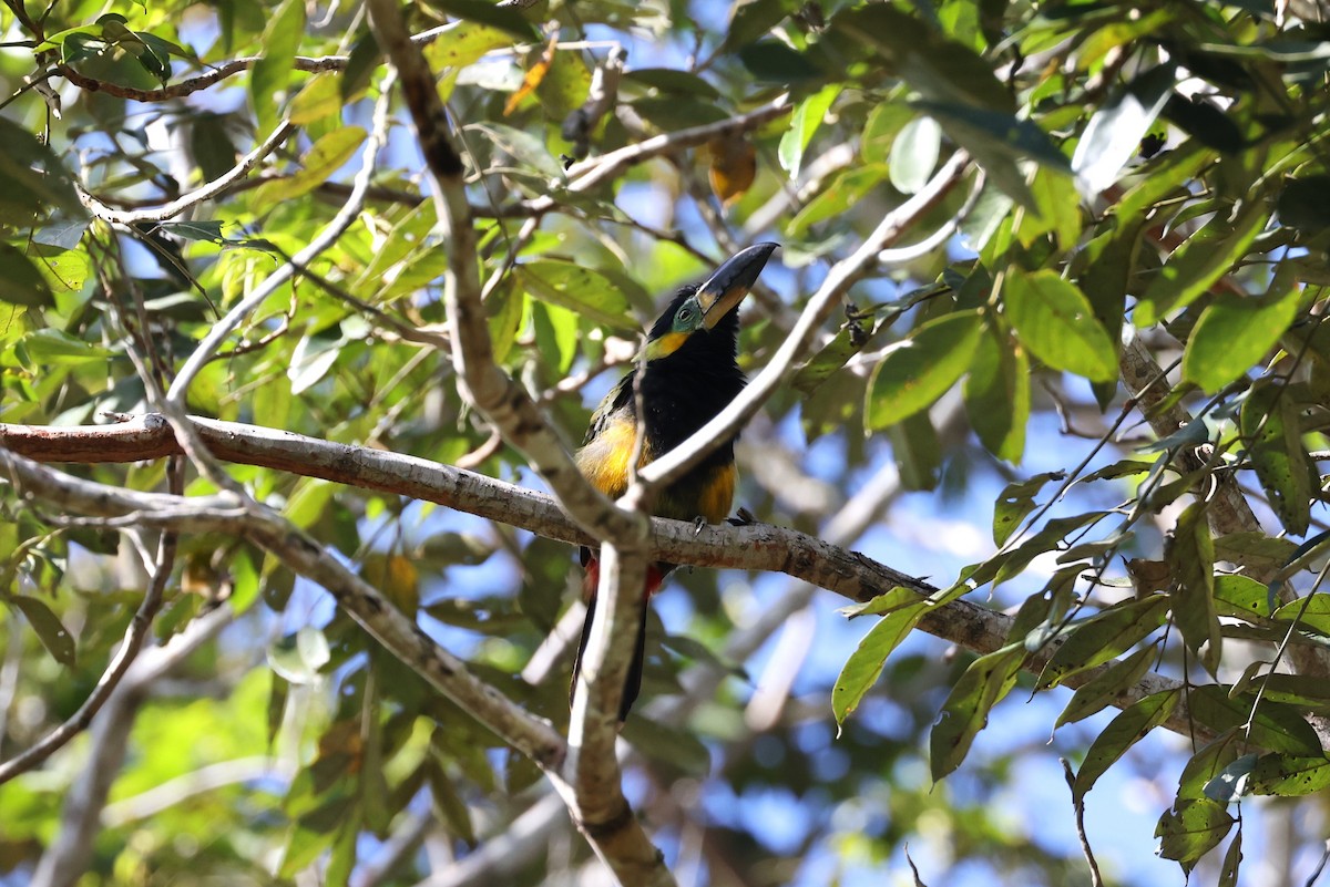 Golden-collared Toucanet - ML623800533