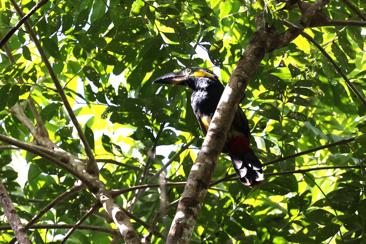 Golden-collared Toucanet - ML623800542