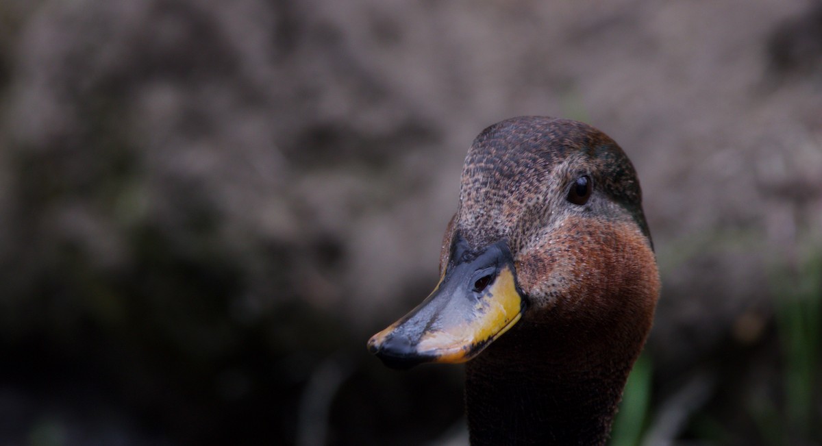 Gadwall x Mallard (hybrid) - ML623800544